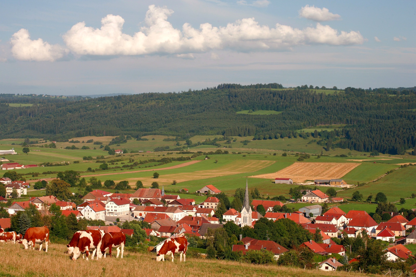 Photographe professionel Nancy - Verdure en France
