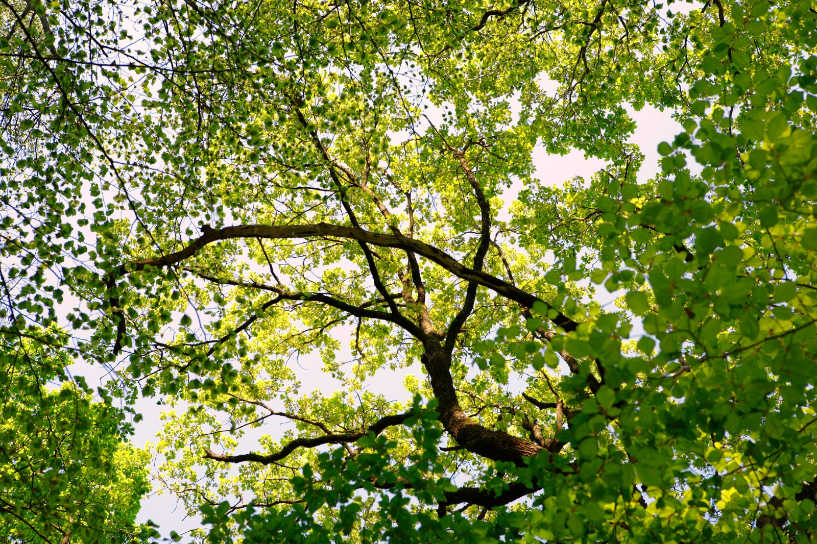 Photographe professionel Nancy - Arbre  en France