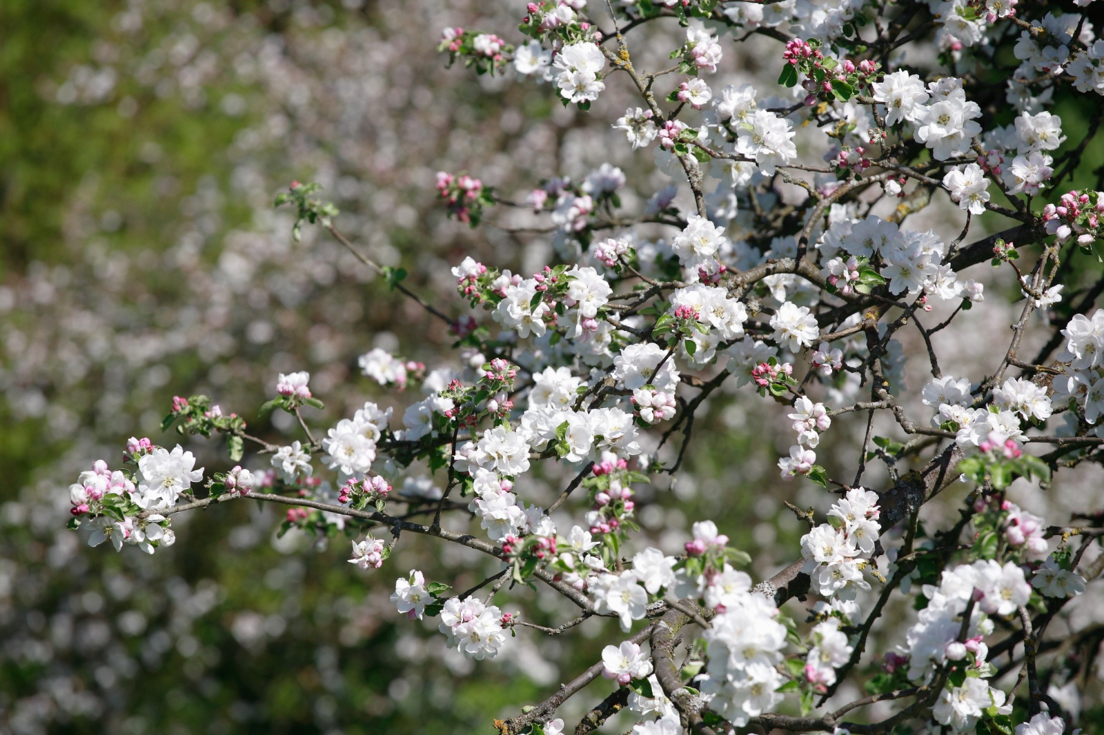 Kfrikha photographe paysage nature50