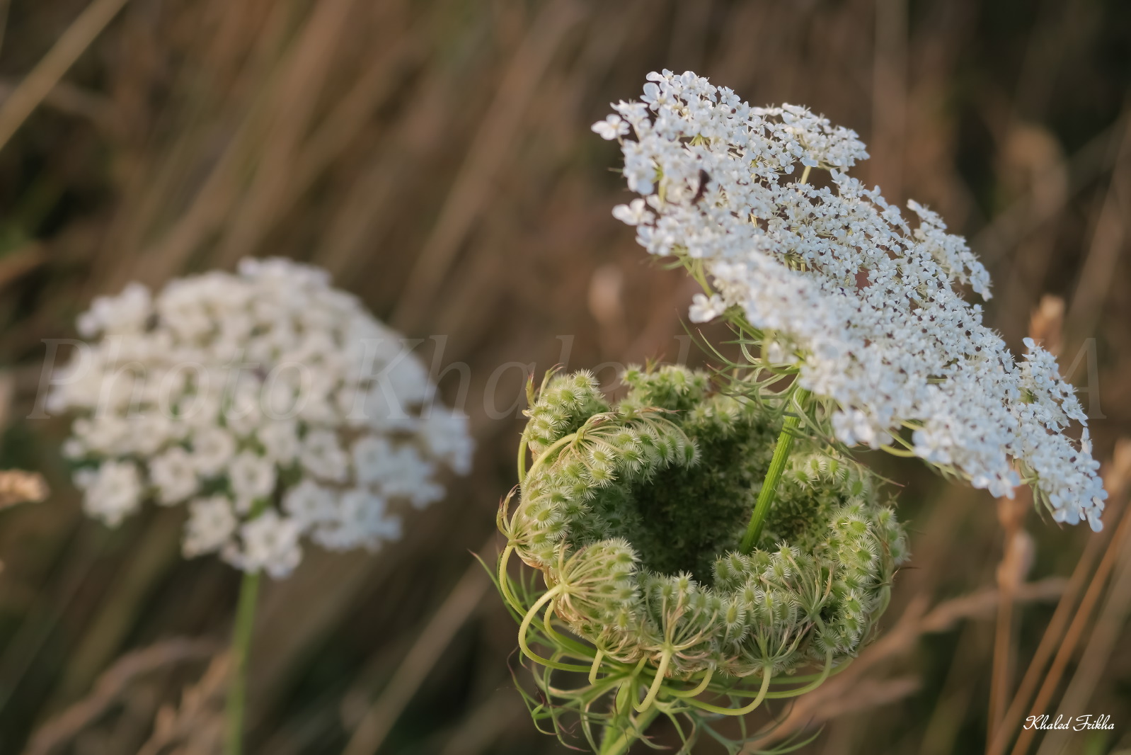 Kfrikha photographe paysage00